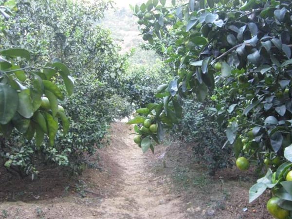 微補(bǔ)三級(jí)火箭方案有如此神奇功效？