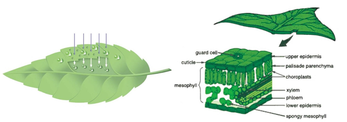 微補(bǔ)簡(jiǎn)介