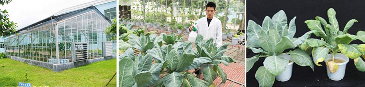 微補(bǔ)簡(jiǎn)介