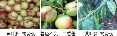 核果類營養(yǎng)方案