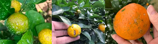 采果前后生防病蟲害，效益最佳?！