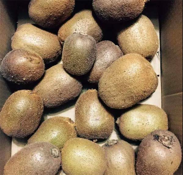 采果前后生防病蟲害，效益最佳?！