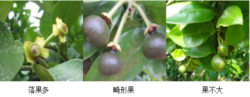 蜜柚營養(yǎng)方案