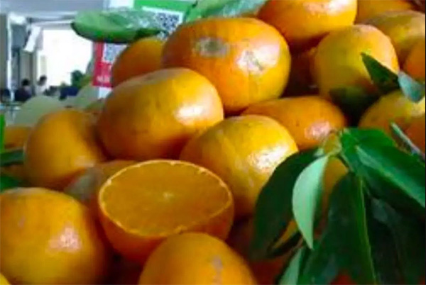 采果前后生防病蟲害，效益最佳?！