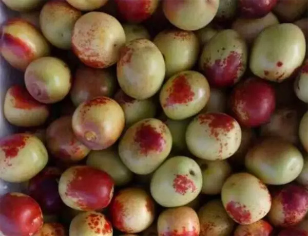 采果前后生防病蟲害，效益最佳?！