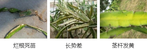 火龍果營養(yǎng)方案