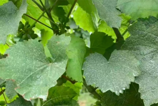 采果前后生防病蟲害，效益最佳?！