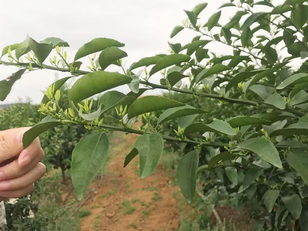 秋梢期，柑橘果農都在做這件事……