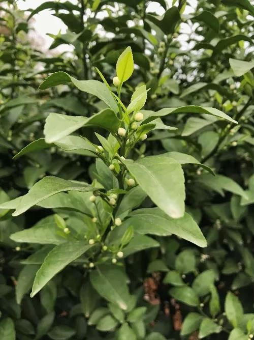 秋梢期，柑橘果農都在做這件事……