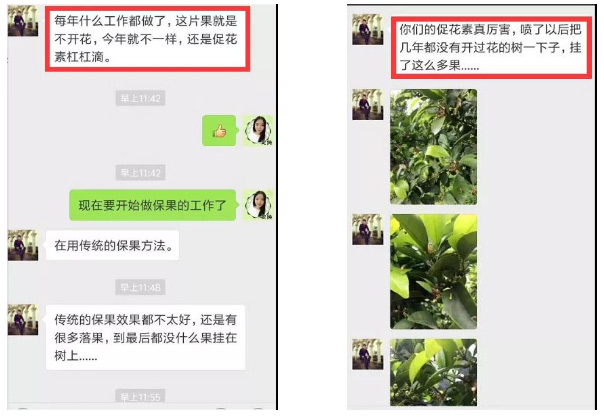 秋梢期，柑橘果農都在做這件事……