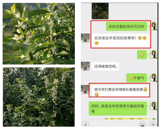 秋梢期，柑橘果農都在做這件事……