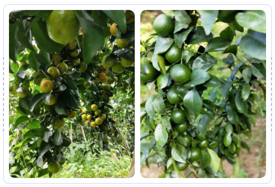 秋梢期，柑橘果農都在做這件事……