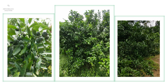 秋梢期，柑橘果農都在做這件事……