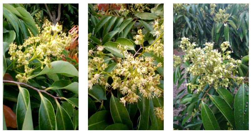 荔枝園連年高產(chǎn)，秘訣在這里