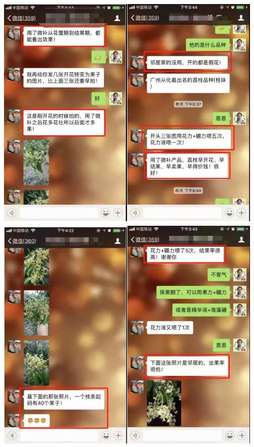 荔枝園連年高產(chǎn)，秘訣在這里