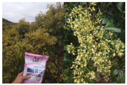 荔枝園連年高產(chǎn)，秘訣在這里