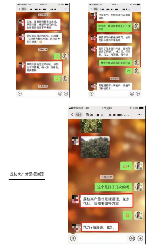 荔枝園連年高產(chǎn)，秘訣在這里