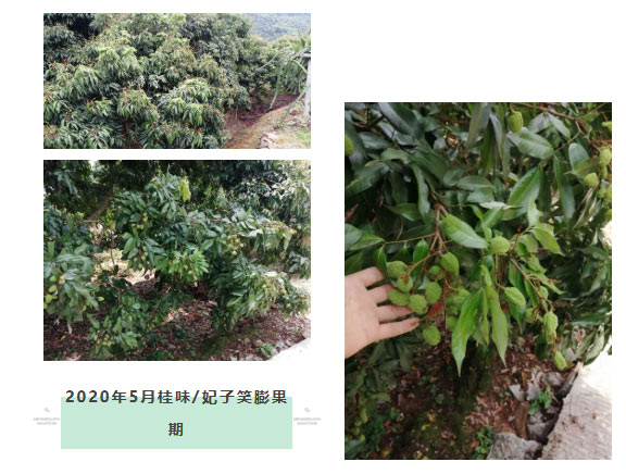 荔枝園連年高產(chǎn)，秘訣在這里