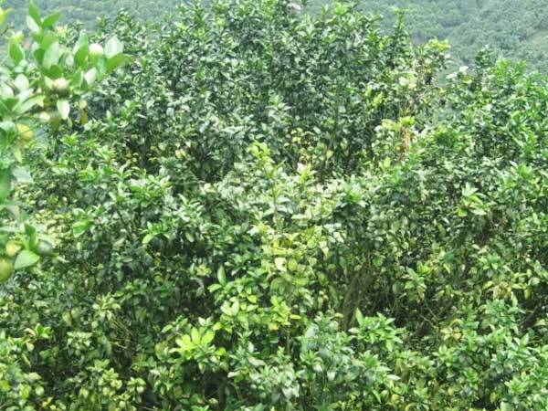 微補(bǔ)三級(jí)火箭方案有如此神奇功效？