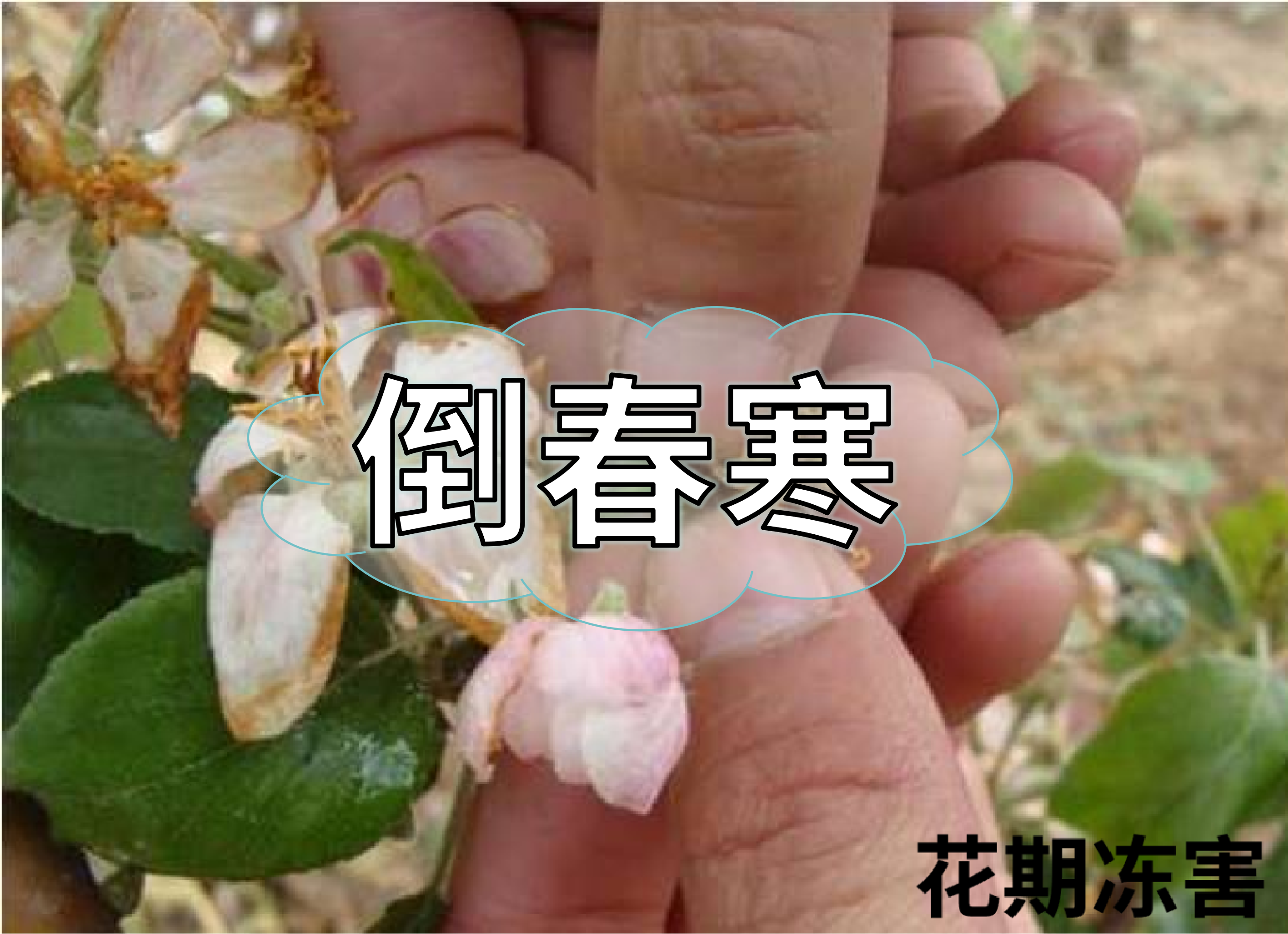 警惕倒春寒，如何預(yù)防倒春寒對(duì)農(nóng)作物的影響？